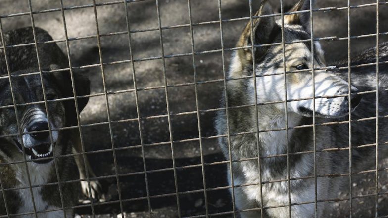 Dog Meat Ban in Nagaland Revoked! Kohima Bench of Gauhati High Court Quashes State Government's Order Banning Sale and Eating of Dog Meat