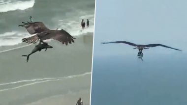 Bird Flying With Shark in Claws? Unusual Sighting Caught on Camera as Huge Bird Picks Up Shark-Like Fish From the Oceans, Old Video Goes Viral