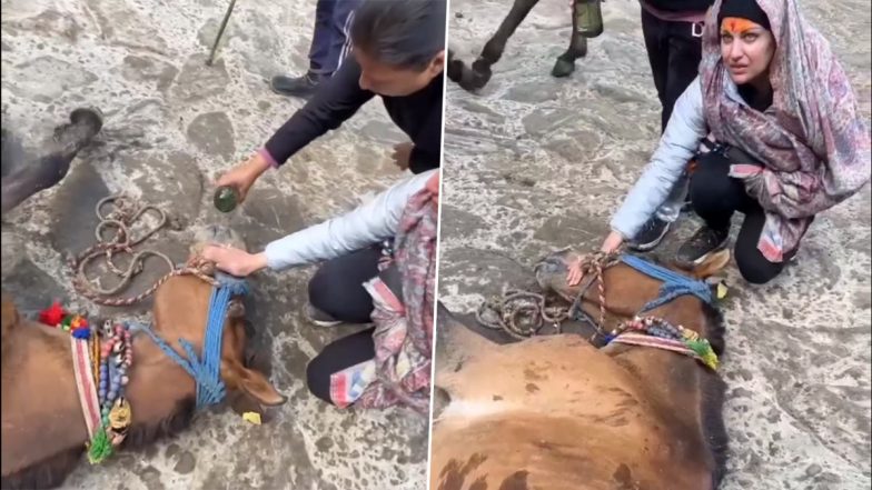 Video of Himanshi Khurana Getting Teary-Eyed and Feeding Water to an Unconscious Horse in Kedarnath Goes Viral – WATCH