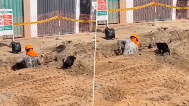 Man's Best Friend! This Adorable Video of Little Dog Helping a Construction Worker Will Make You Go Awww! (Watch)