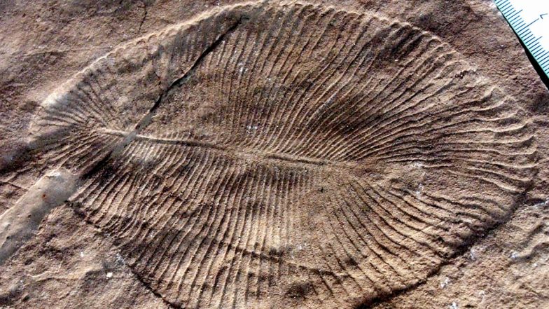 ‘Earliest Animal’ Fossil of Indian Dickinsonia in Bhimbetka Turns Out To Be Left-Over Impression of Beehive