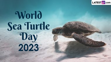 World Sea Turtle Day 2023 Date: History and Significance of the Day That Raises Awareness on the Protection and Conservation of Sea Turtles