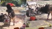 Akhilesh Yadav Shares Video of Man Being Flung in Air By Bull in Sambhal. Raises Concern on Rising Stray Cattle Issue