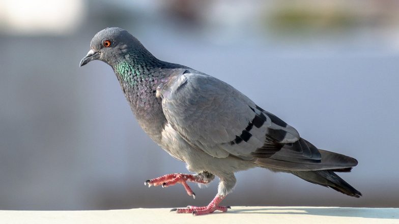 'Mutant Pigeon' Viral Video: Pigeon With Puffed-Out Chest and Giant Legs Spotted, Know If the Footage Is Real or AI Deepfake