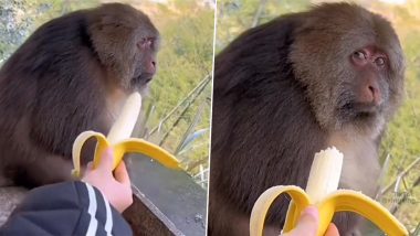 Bombastic Side Eye! Monkey Ignores a Man Offering Banana and Gives Him Savage Side Eye, Video Goes Viral
