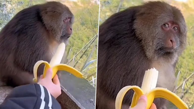 Bombastic Side Eye! Monkey Ignores a Man Offering Banana and Gives Him Savage Side Eye, Video Goes Viral