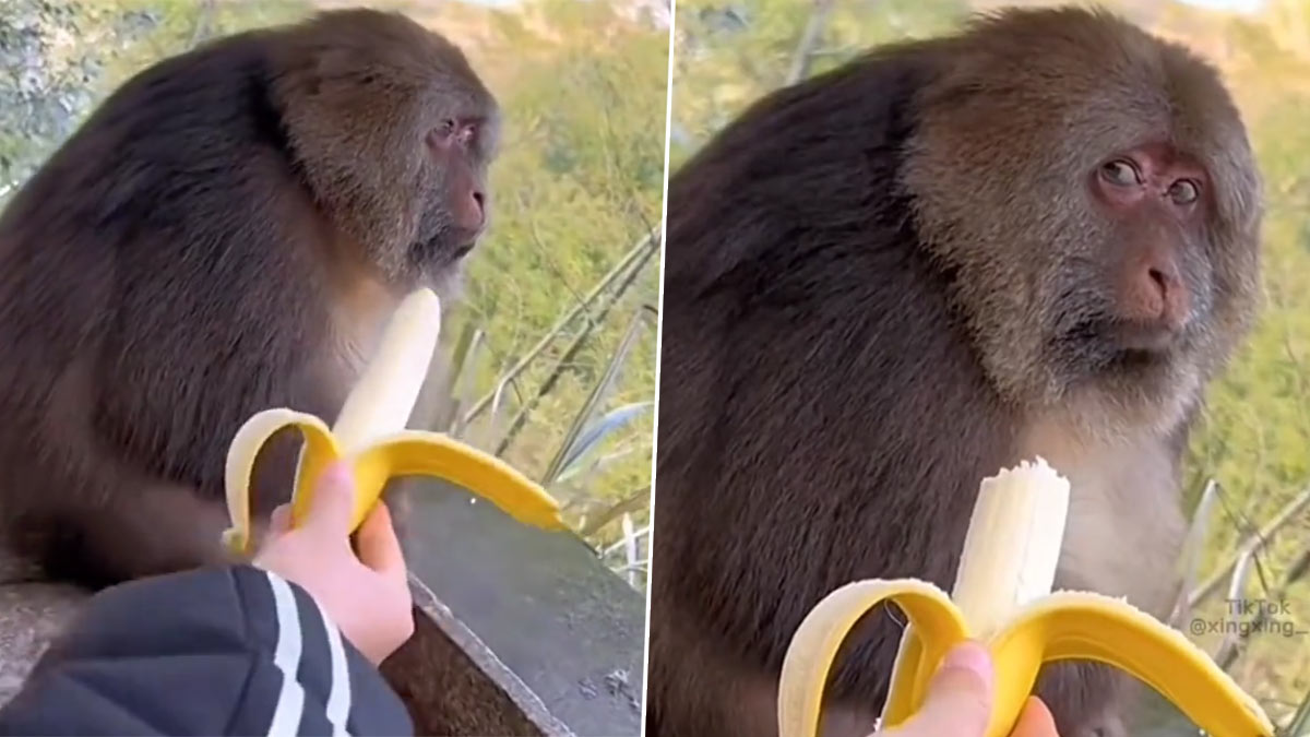 Bombastic Side Eye! Monkey Ignores a Man Offering Banana and Gives Him  Savage Side Eye, Video Goes Viral