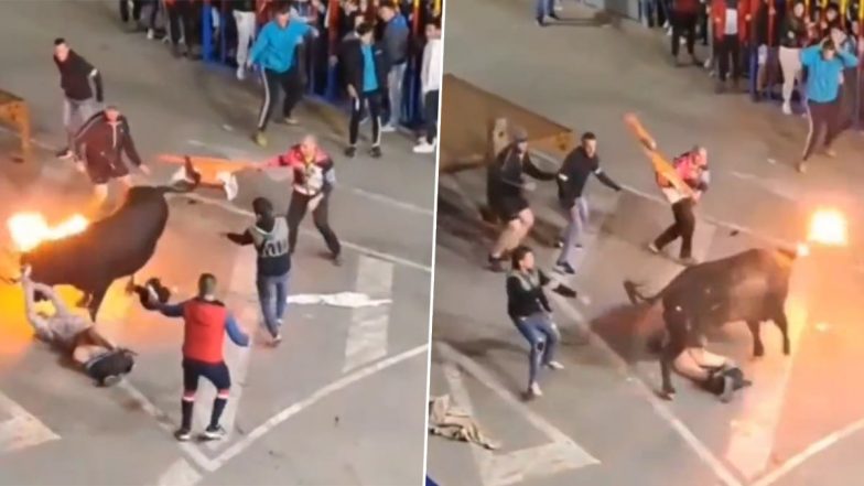 Bull Horn Set on Fire Video: Aggressive Bull With Flaming Torches Attached to Its Horns Goes Berserk, Gores and Flings Man in Air; Disturbing Footage Goes Viral