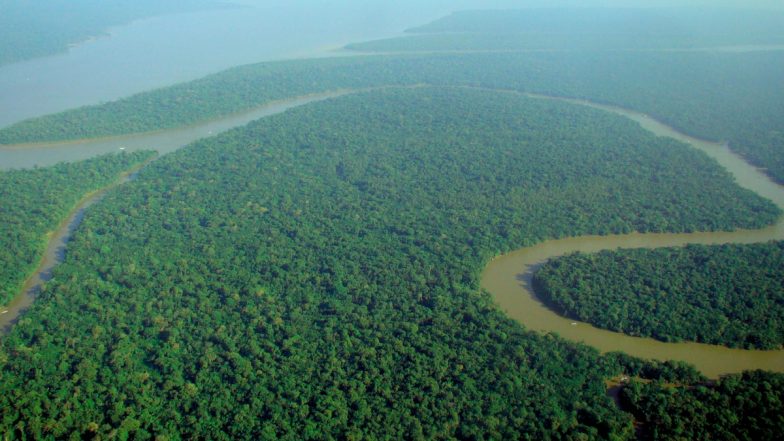 Colombia: Four Children Lost in the Jungle for 40 Days After a Plane Crash Are Found Alive