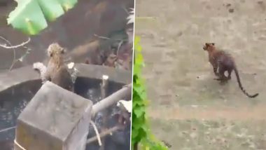 Leopard Rescue Operation Video: Brave Forest Department Officials Risk Their Lives To Bring Big Cat Out of Open Well