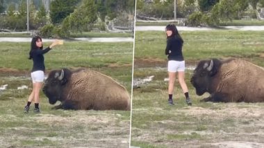 Tourist Takes Selfies and Tries To Pet a Resting Bison; Slammed After Video Goes Viral