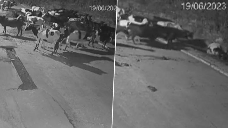 Cows Stop Tiger Attack in Bhopal Video: Cow Herd Puts Up Unity Display, Scares Wild Animal Away After It Attacks One of Them