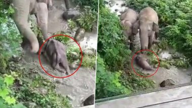 Heartbreaking! Mother Elephant Tries to Bring Her Dead Baby Back to Life by Placing It in River Water (Watch Video)