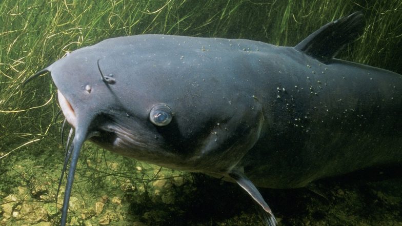 'Largest-Ever' Catfish Caught in Italy Video: Angler Catches Massive 9-Foot Catfish in Po River That May Break World Record