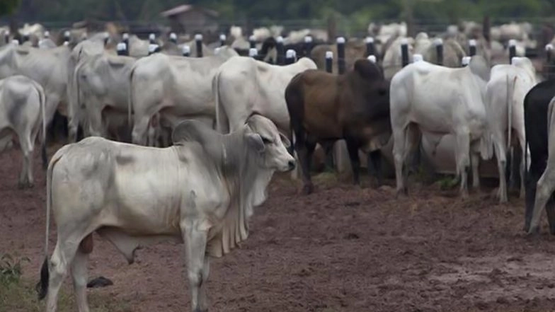 Cow Smuggling in Karnataka: BJP Workers Among Four Arrested for Illegal Cows Transportation in Dakshina Kannada