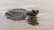 Struggling Baby Sea Turtles Helped by Tourists to Dive Into the Ocean in UAE (Watch Video)