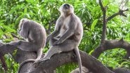 Trial Run To Relocate Gray Langur Pair in Thiruvananthapuram Zoo Fails As Female Escapes From Wildlife Park