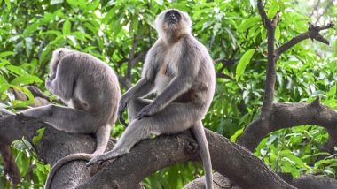 Trial Run To Relocate Gray Langur Pair in Thiruvananthapuram Zoo Fails As Female Escapes From Wildlife Park