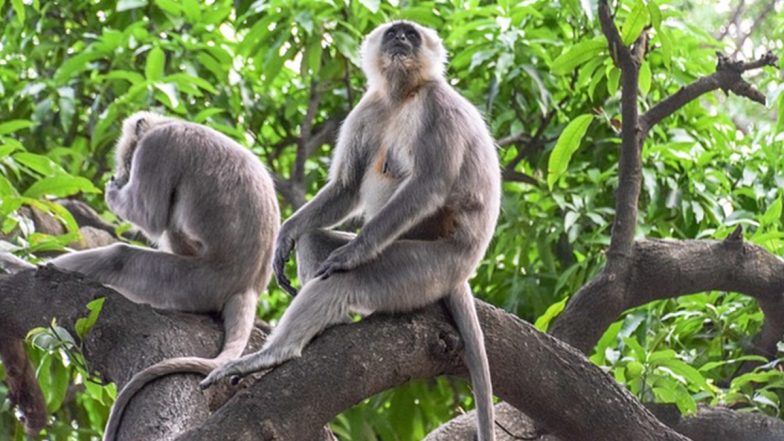 Trial Run To Relocate Gray Langur Pair in Thiruvananthapuram Zoo Fails As Female Escapes From Wildlife Park