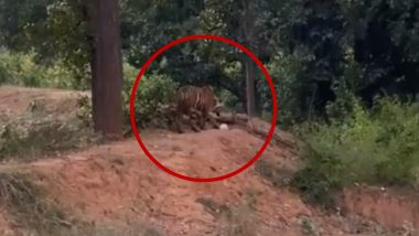 Tiger Sniffing Plastic Bag Video: IFS Officer Shares Clip of a Big Cat Inspecting Plastic Bag in Forest, Netizens Concerned