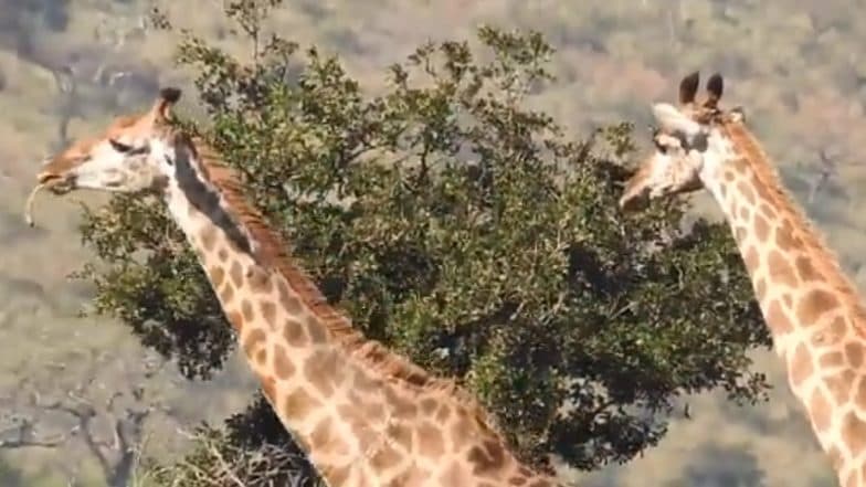 Giraffe Chewing Bones Video Surfaces After Clip of Deer Eating Snake Went Viral, IFS Officer Explains Why Herbivorous Animal Chews Bones