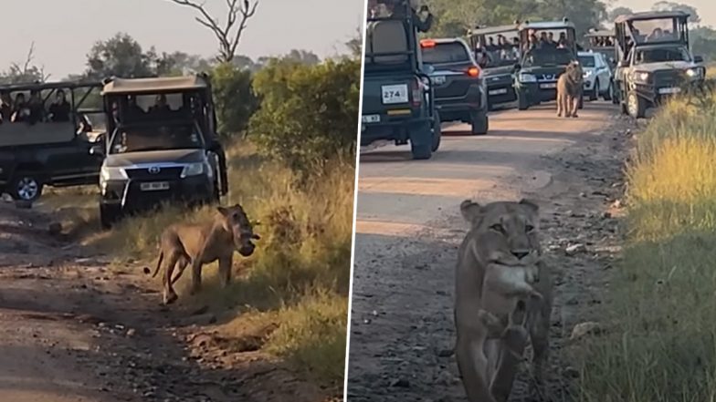 'Mommy' Lioness Carries Cub in Mouth Through Traffic Viral Video: Watch Big Cat in South Africa's Kruger National Park Holding Her Baby To Cross a Road (Watch)