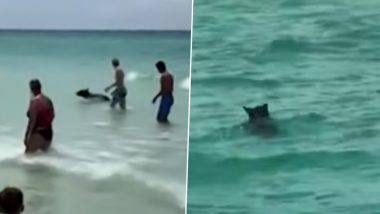 Black Bear Cub Swimming on Florida Beach in Viral Video: Watch 'Unusual' Sighting As Adorable Bear Joins Beachgoers for a Cool Swim!