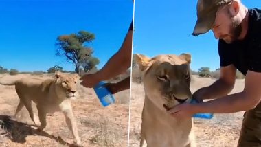 Thirsty Lion Acts Against Its Natural Instincts, Quenches Thirst by Calmly Drinking Water From Bottle Held by Man; IFS Officer Shares Video