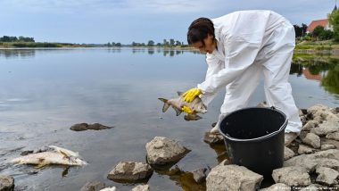 Could the Oder Mass Fish Die-off Happen Again?