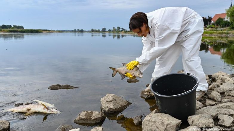 Could the Oder Mass Fish Die-off Happen Again?