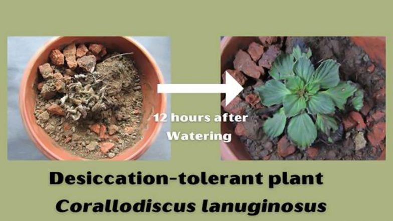 India’s Biodiversity Hotspot: 62 New Plants That Can Live Without Water Discovered in Western Ghats, Finds New Study