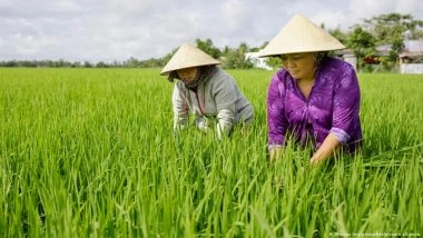 How to Stop Rice Fields Producing So Much Methane