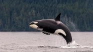 Orca Attacks on Sailboats: Just Play?