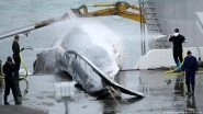 Iceland's Whale Hunt Put on Pause as Season Begins