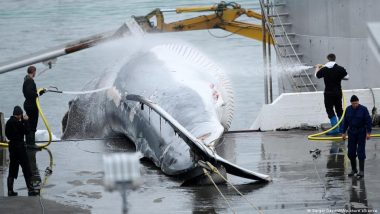 Iceland's Whale Hunt Put on Pause as Season Begins