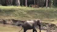 Elephant vs Tiger Video: Giant Jumbo Chases Away Big Cat Trying To Enter Water Body, Viral Video Shows Who the Real Boss of Jungle Is