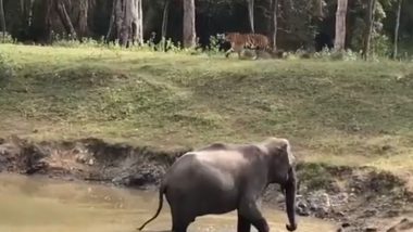 Elephant vs Tiger Video: Giant Jumbo Chases Away Big Cat Trying To Enter Water Body, Viral Video Shows Who the Real Boss of Jungle Is