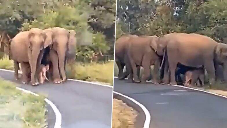 Pink Baby Elephant Spotted Walking in the Protection of Herd of Giant Elephants, Viral Video Will Steal Your Heart!