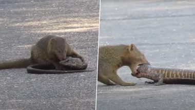 Gruesome! Mongoose Rips Out Lizard’s Eyes in a Brutal Attack, Video Goes Viral