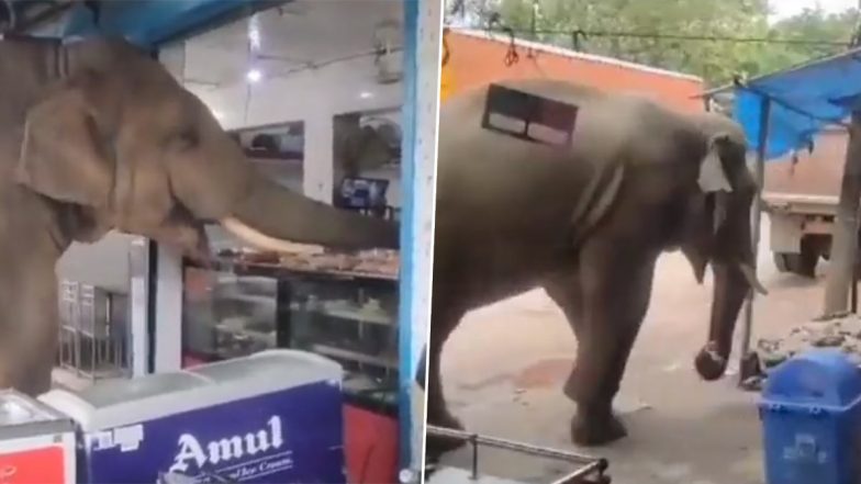 Elephant Takes a 6 Km Stroll To Have Some Sweets and Biscuits From Local Shop in Guwahati, Video Goes Viral