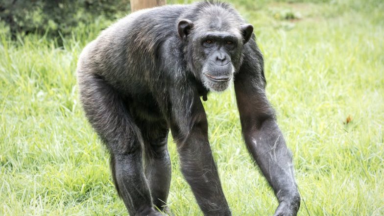 Chimpanzee Sees Sky For the First Time in 28 Years, Heart-Touching Video Goes Viral