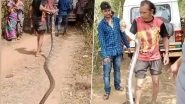 Giant King Cobra in Odisha Viral Video: 15-Feet-Long Snake Rescued From Village in Nayagarh (Watch)
