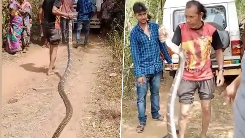 Giant King Cobra in Odisha Viral Video: 15-Feet-Long Snake Rescued From Village in Nayagarh (Watch)