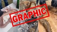 Snake Meat Video: Man Stuffs and Roast Serpent for Feast, Netizens Divided Over Taste (Graphic Content)