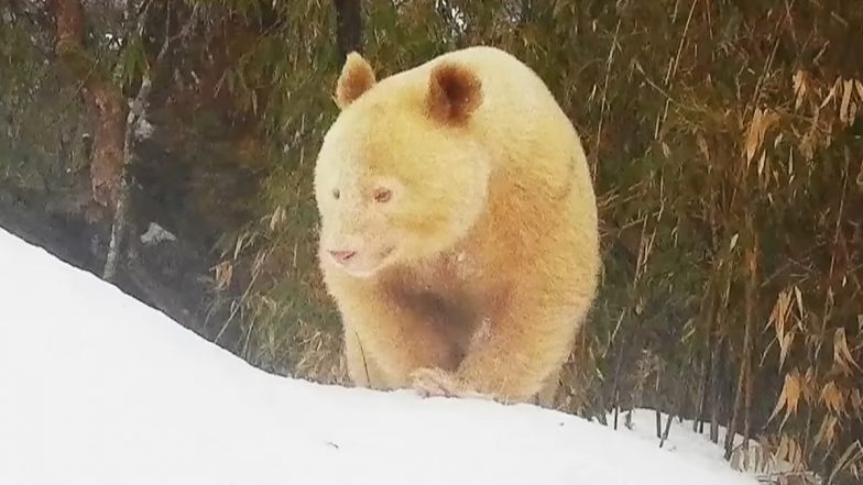 Rare All-White Panda in China Video: Albino Panda Seen Wandering Around in Wolong National Nature Reserve