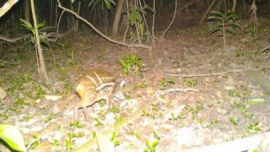 India News | Chhattisgarh: Rare Indian Mouse Deer Spotted in Kanger Valley National Park