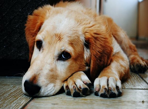 Lifestyle News | Study Reveals Facility Dogs in Children's Hospitals Benefit Both Patients and Staff