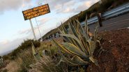World News | Elephant's Foot: Thieves Steal 'succulent' Plants from South Africa, Sell Them in China