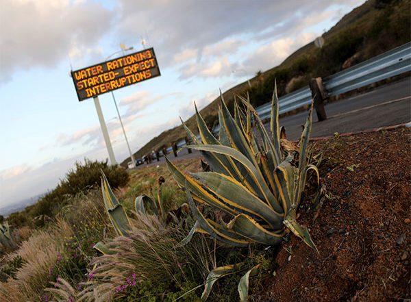 World News | Elephant's Foot: Thieves Steal 'succulent' Plants from South Africa, Sell Them in China