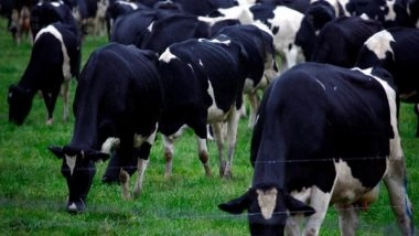 India News | Growing Trend of Dairy Farming in Jammu and Kashmir